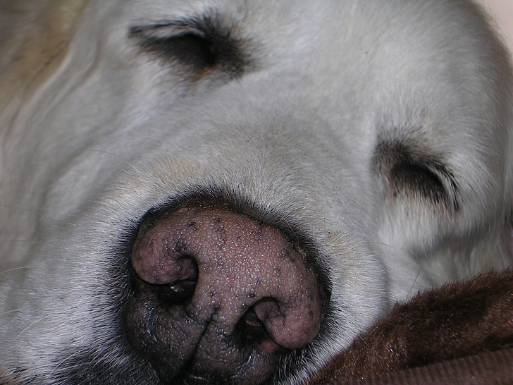 chien, nez, Golden retriever, Goldie, museau, fermer, fatigué