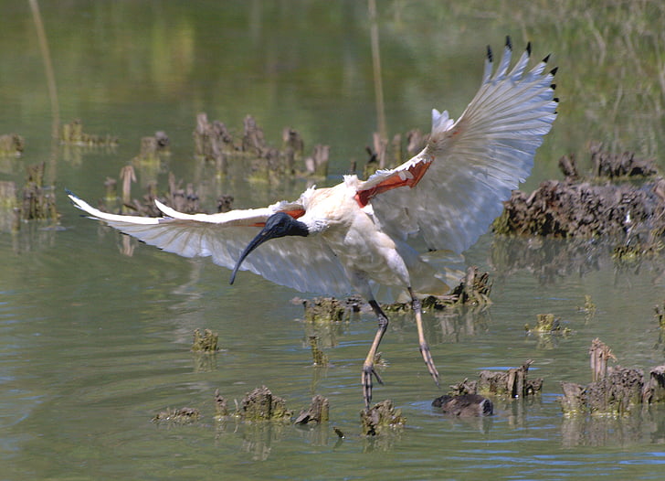 Íbis-branco-australiano, pássaro, voando, vida selvagem, natureza, zonas húmidas, água