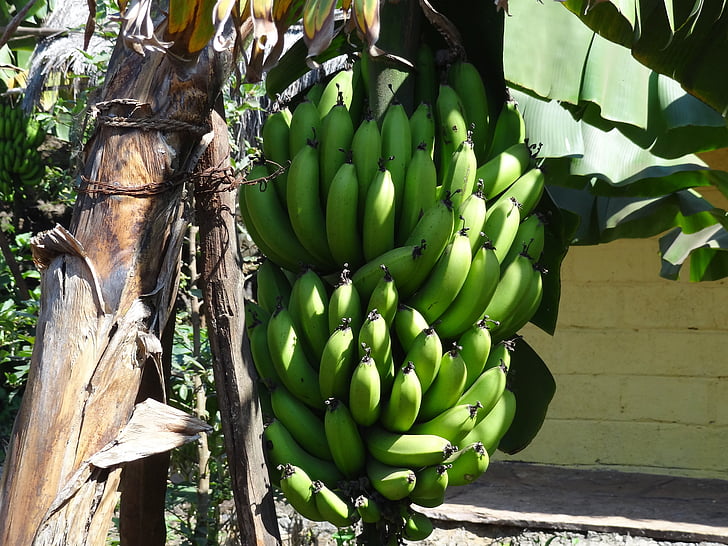 bananas, fruit, bunch, green, unripe, banana, food