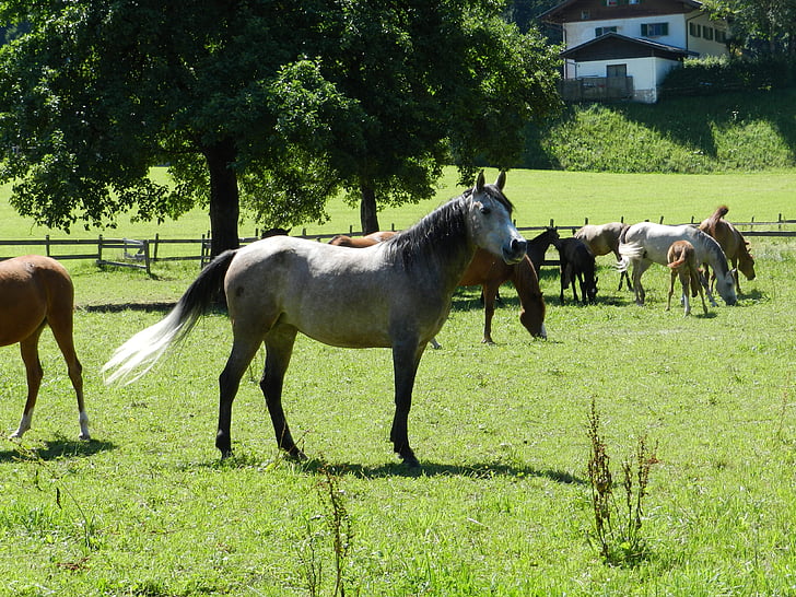 kôň, Pasha, stádo koní