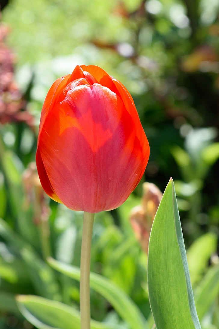 Tulipan, wiosna, w pobliżu