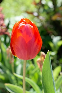 Tulip, primavera, cercano