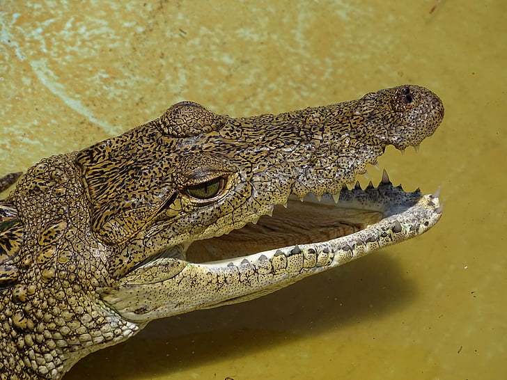 Krokodýl, plaz, Mexiko, moreletti, váhy, žlutá, upíří zuby