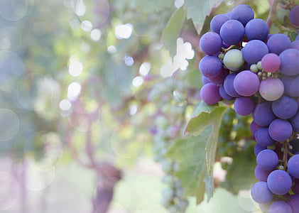 hrozny, modrých hroznů, vinice, vinné révy, vinná réva, ovoce, přírodní