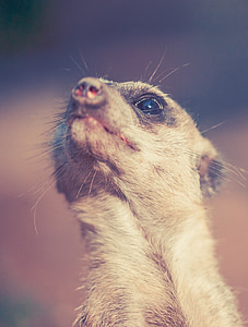 meerkat, 동물, 아프리카, 사막, 자연, 동물원