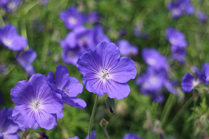 geranio azul, Geranio de los Pirineos, azul, flor, floración, Punta flor, flor silvestre