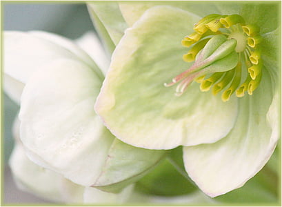 άνθος, άνθιση, λευκό, μακροεντολή, Κήπος, λουλούδια, φυτό
