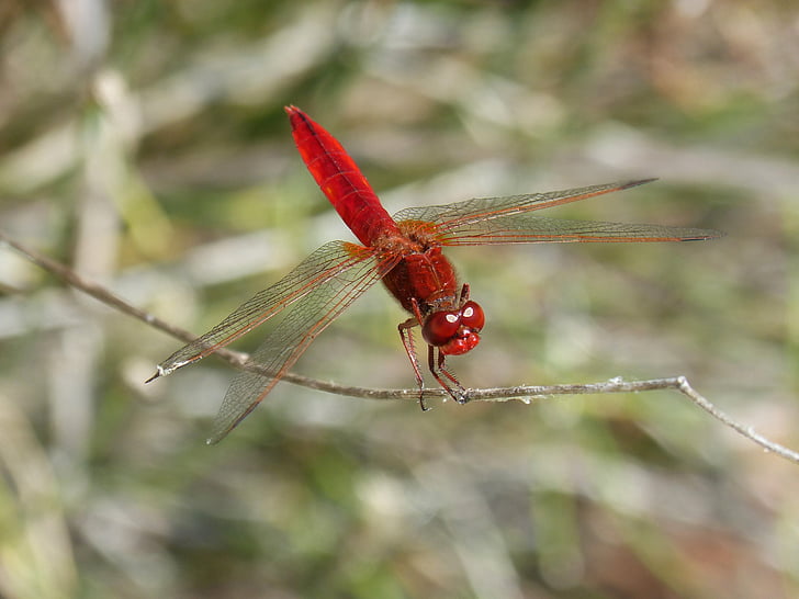 erythraea crocothemis, red dragonfly, branch, winged insect, dragonfly