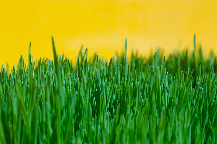 herba, verd, groc, l'estiu, medi ambient, primavera, creixement