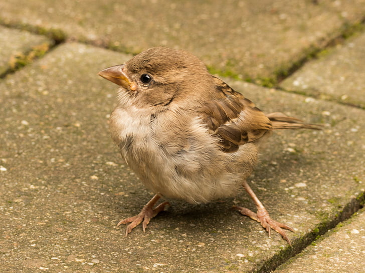 sparrow, cheeky, sperling