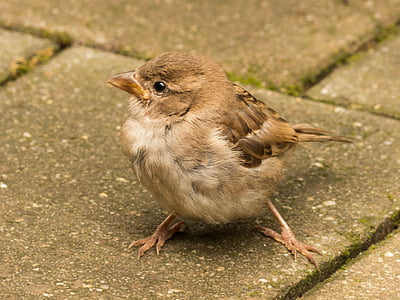 Sparrow, frekke, Sperling