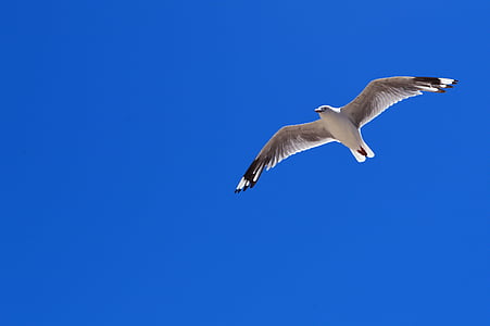 새, 푸른 하늘, 명확한 하늘, dom, 스카이, 1 동물, 블루