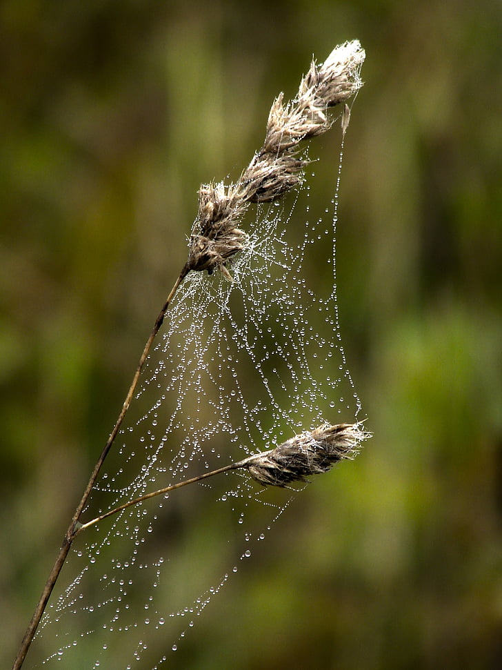 cobweb, dewdrop, nature, plant