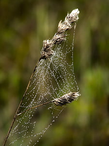 蜘蛛网, 露珠, 自然, 植物