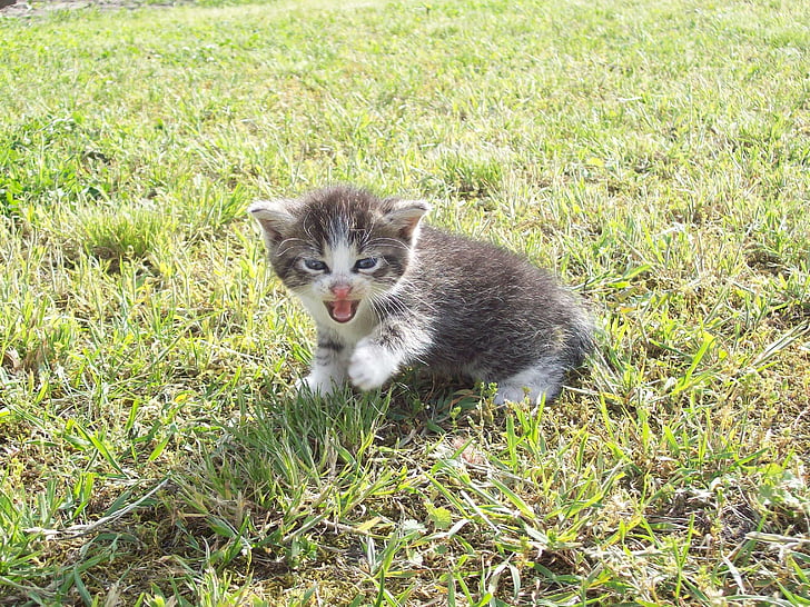 kitten, playing, yard, kitty, young, feline, domestic