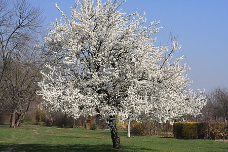 tree, white, white flowers, nature, park, spring, field