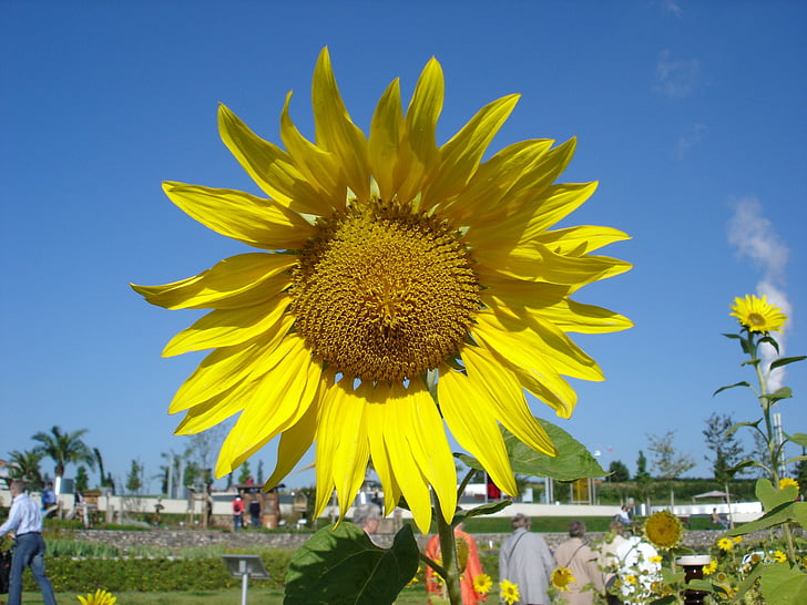 Sun flower, Nasiona słonecznika, roślina, żółty, kwiat, Bloom, Słońce