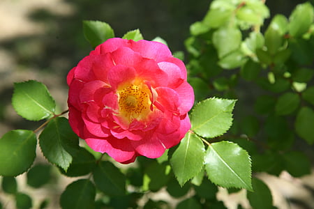 Rosa, Vinya Rosa, flors, primavera, natura, paisatge, plantes