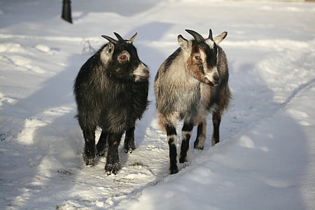 goat, dvärgget, african dvärgget, animal, snow, nature, mammal