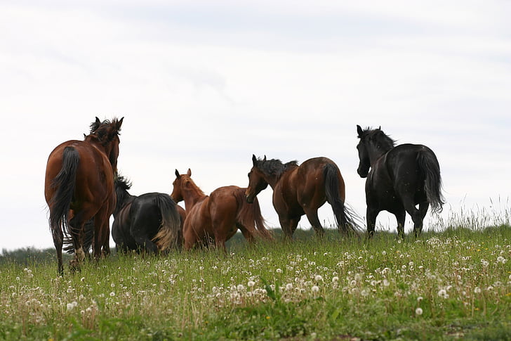 horses, meadow, nature