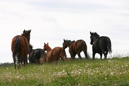 hästar, äng, naturen