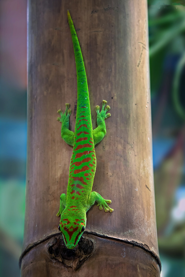 malgašské taggecko, Gecko, Gekon denný, plazov jašterica, malé, Zelená, plaz