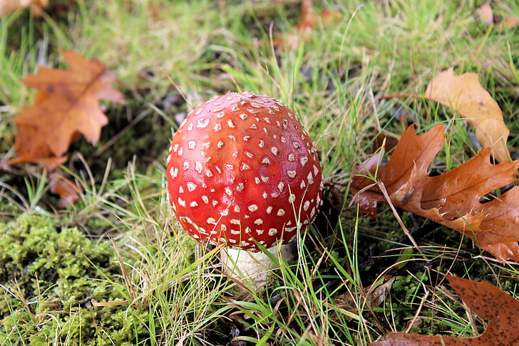 cogumelo, vermelho com pontos brancos, Outono, agaric, Fly agaric cogumelos, fungo, natureza
