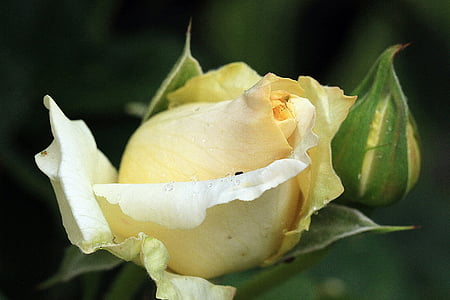 steg, gul rose, Rosebud, Rose te, rosenblade, haven, blomst