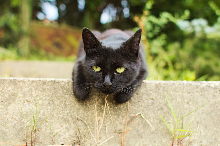 кішка, чорний, портрет, вітчизняних, Симпатичний, ПЕТ, котячих