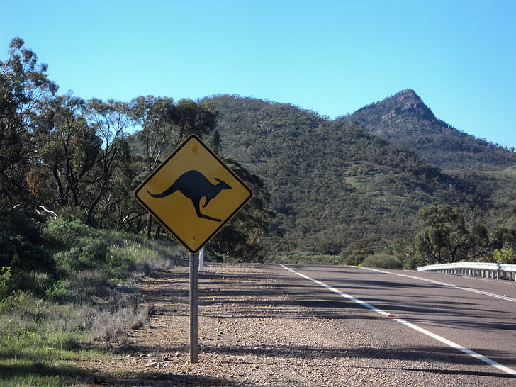 Australia, Road, Kangaroo, Mountain