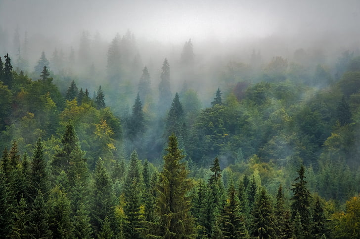 landscape, nature, forest, fog, misty, pine, pine forest
