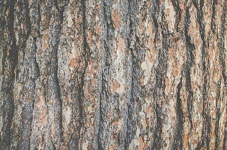 bark, golv, hård, mönster, Pine, grov, yta