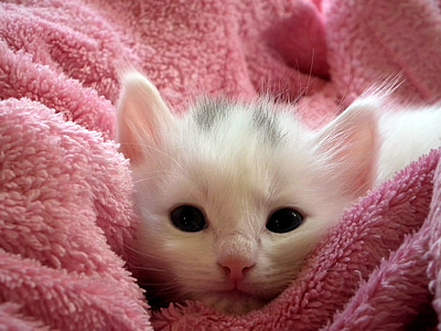 kitten, cat, fluffy cat, cute, animals, cats, fur