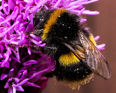 пчела, насекоми, природата, мед, животните, лети, бъг