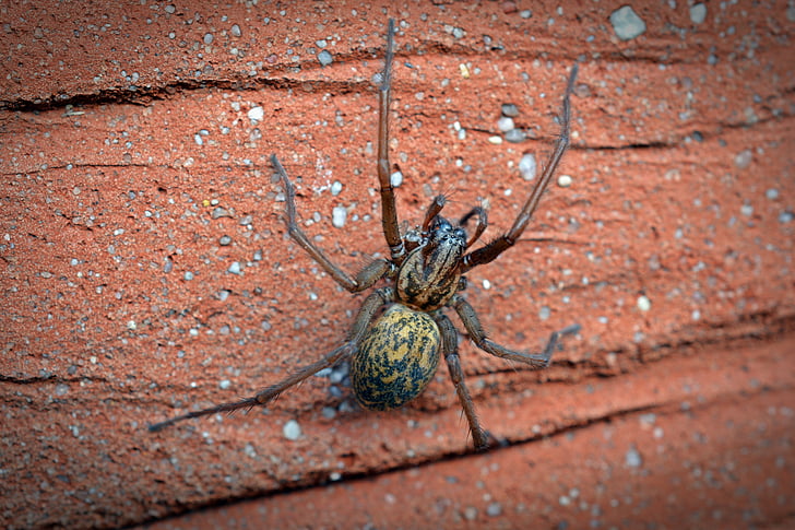 spider, house spider, wide angle spider, insect, arachne, close, arachnid