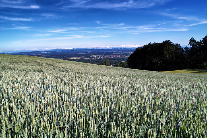 Švýcarsko, krajina, malebný, pšenice, zrno, farma, venkova