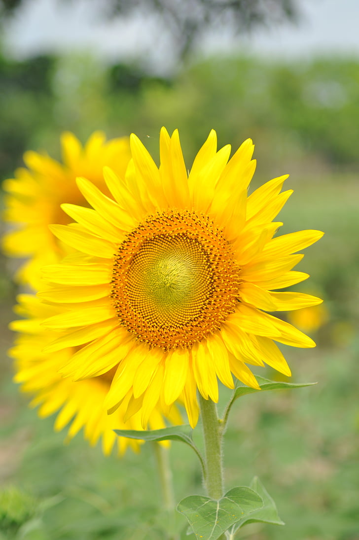 bunga matahari, bunga, musim panas, Blossom, kuning, Cantik