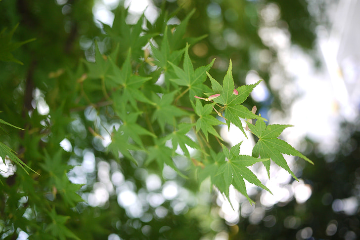 Maple, verde, folha, macro, natureza, planta, plano de fundo