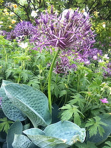 Allium, Allium ampeloprasum, esférica, pétalas de flores, jardim, herbáceas