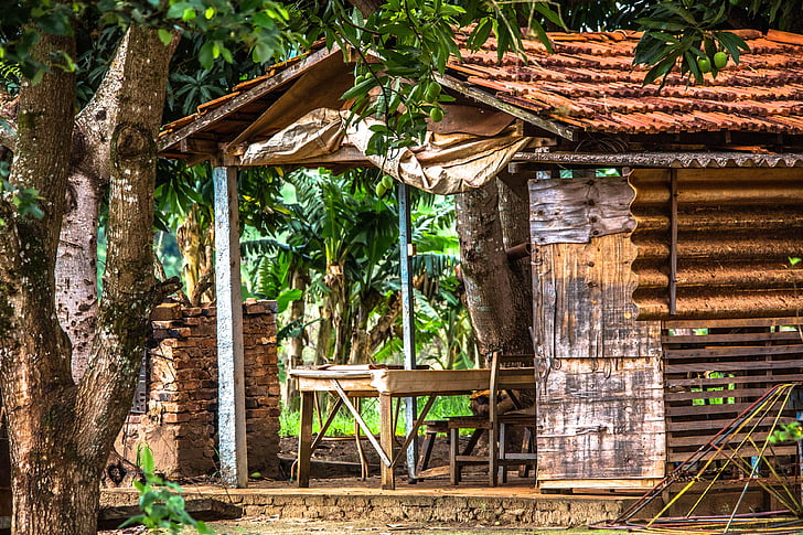 pequena casa, sombra, mangueira, madeira - material