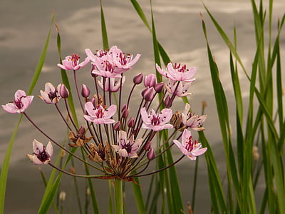 water viole, flower, cottbus, spreeauenpark