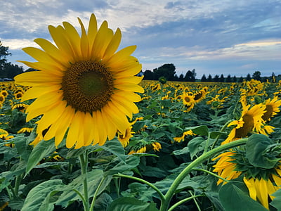 sunflowers, flowers, field, summer, sun, colorful, countryside