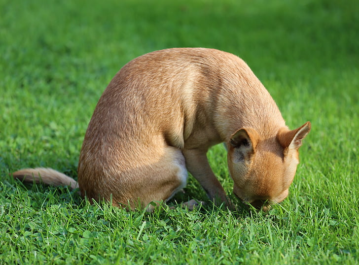 Chihuahua, komoly, kutya, illata, fű