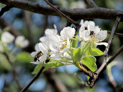 pear, flower, bee, spring, nature, bee on flower, branch
