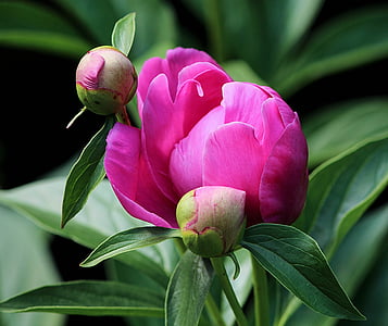 квіти, показано, Брунька квітки, рожевий, фуксія, paeonia, квітка