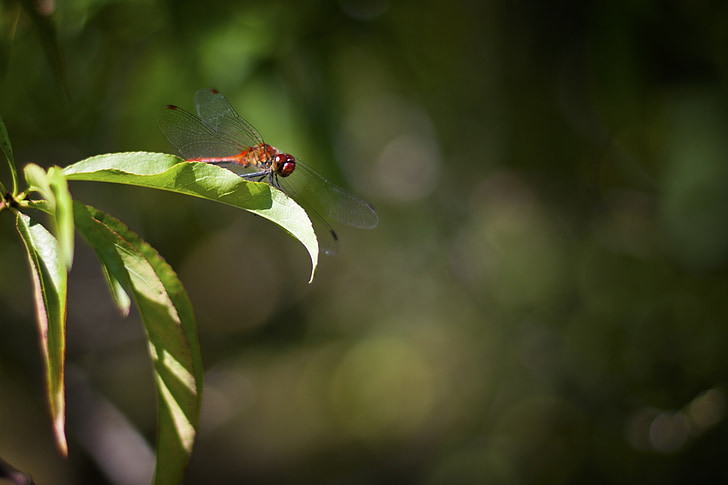 dragonfly, red, insect, nature