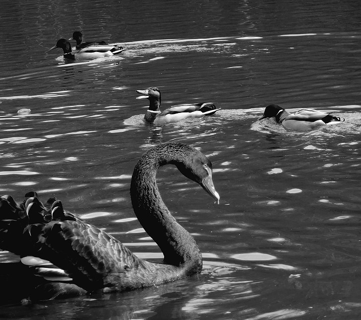 Swan, Duck, Lake, vannet, svart-hvitt, vannfugler