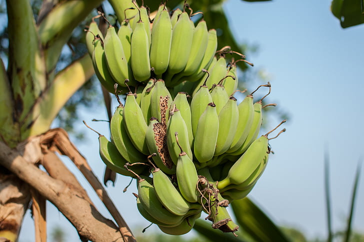 banaanid, kultiveeritud banaan, roheline, puu, tervise, toidu, tervislik toit
