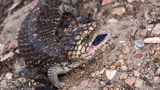 서쪽 호주, pinecone 도마뱀, 원주민, 파란 혀, 파충류