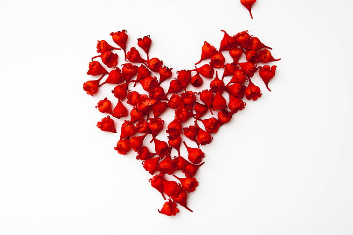 червен, цвете, цветя, природата, Любов, ден на Свети Валентин, Поздравления